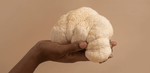 Hand holding fresh Lion’s Mane mushroom, versatile superfood known for cognitive and immune support.