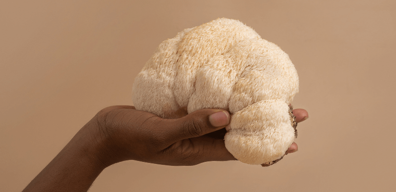 Hand holding fresh Lion’s Mane mushroom, versatile superfood known for cognitive and immune support.