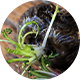 Black Maca Extract 20:1