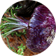 Red Maca Extract 20:1