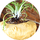 Yellow Maca Extract 20:1