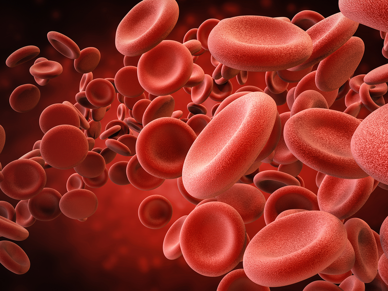 A close-up view of red blood cells navigating through a blood vessel.